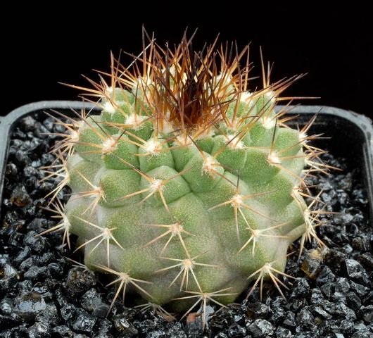 Copiapoa_ahremefiana